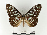 中文名:旖班蝶(琉球青斑蝶)(65-269)學名:Ideopsis similis (Linnaeus, 1758)(65-269)