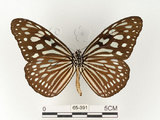 中文名:旖班蝶(琉球青斑蝶)(65-391)學名:Ideopsis similis (Linnaeus, 1758)(65-391)