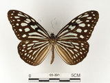 中文名:旖班蝶(琉球青斑蝶)(65-391)學名:Ideopsis similis (Linnaeus, 1758)(65-391)