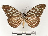 中文名:旖班蝶(琉球青斑蝶)(65-180)學名:Ideopsis similis (Linnaeus, 1758)(65-180)