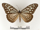 中文名:旖班蝶(琉球青斑蝶)(65-180)學名:Ideopsis similis (Linnaeus, 1758)(65-180)