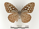 中文名:旖班蝶(琉球青斑蝶)(1137-30)學名:Ideopsis similis (Linnaeus, 1758)(1137-30)