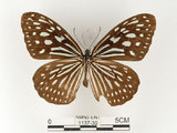 中文名:旖班蝶(琉球青斑蝶)(1137-30)學名:Ideopsis similis (Linnaeus, 1758)(1137-30)