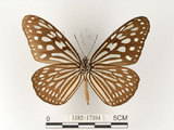 中文名:旖班蝶(琉球青斑蝶)(1282-17394)學名:Ideopsis similis (Linnaeus, 1758)(1282-17394)