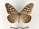 中文名:旖班蝶(琉球青斑蝶)(1282-17394)學名:Ideopsis similis (Linnaeus, 1758)(1282-17394)