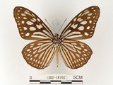 中文名:旖班蝶(琉球青斑蝶)(1282-18762)學名:Ideopsis similis (Linnaeus, 1758)(1282-18762)