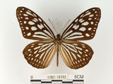 中文名:旖班蝶(琉球青斑蝶)(1282-18762)學名:Ideopsis similis (Linnaeus, 1758)(1282-18762)