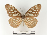 中文名:旖班蝶(琉球青斑蝶)(1282-17262)學名:Ideopsis similis (Linnaeus, 1758)(1282-17262)