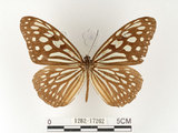 中文名:旖班蝶(琉球青斑蝶)(1282-17262)學名:Ideopsis similis (Linnaeus, 1758)(1282-17262)