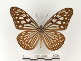 中文名:旖班蝶(琉球青斑蝶)(1282-18486)學名:Ideopsis similis (Linnaeus, 1758)(1282-18486)