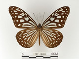 中文名:旖班蝶(琉球青斑蝶)(1282-18486)學名:Ideopsis similis (Linnaeus, 1758)(1282-18486)