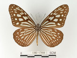 中文名:旖班蝶(琉球青斑蝶)(1282-17448)學名:Ideopsis similis (Linnaeus, 1758)(1282-17448)