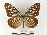 中文名:旖班蝶(琉球青斑蝶)(1282-17448)學名:Ideopsis similis (Linnaeus, 1758)(1282-17448)