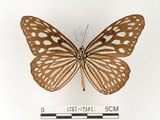 中文名:旖班蝶(琉球青斑蝶)(1282-17582)學名:Ideopsis similis (Linnaeus, 1758)(1282-17582)