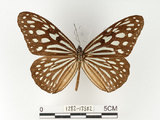 中文名:旖班蝶(琉球青斑蝶)(1282-17582)學名:Ideopsis similis (Linnaeus, 1758)(1282-17582)