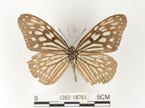 中文名:旖班蝶(琉球青斑蝶)(1282-18763)學名:Ideopsis similis (Linnaeus, 1758)(1282-18763)