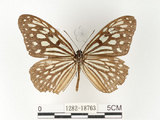 中文名:旖班蝶(琉球青斑蝶)(1282-18763)學名:Ideopsis similis (Linnaeus, 1758)(1282-18763)