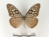 中文名:旖班蝶(琉球青斑蝶)(1437-916)學名:Ideopsis similis (Linnaeus, 1758)(1437-916)