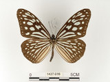 中文名:旖班蝶(琉球青斑蝶)(1437-916)學名:Ideopsis similis (Linnaeus, 1758)(1437-916)