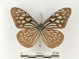 中文名:旖班蝶(琉球青斑蝶)(1720-3)學名:Ideopsis similis (Linnaeus, 1758)(1720-3)