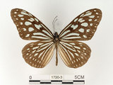 中文名:旖班蝶(琉球青斑蝶)(1720-3)學名:Ideopsis similis (Linnaeus, 1758)(1720-3)