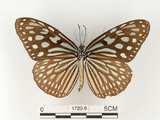 中文名:旖班蝶(琉球青斑蝶)(1720-6)學名:Ideopsis similis (Linnaeus, 1758)(1720-6)