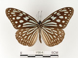 中文名:旖班蝶(琉球青斑蝶)(1720-6)學名:Ideopsis similis (Linnaeus, 1758)(1720-6)