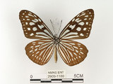 中文名:旖班蝶(琉球青斑蝶)(2909-1180)學名:Ideopsis similis (Linnaeus, 1758)(2909-1180)