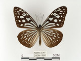 中文名:旖班蝶(琉球青斑蝶)(2909-1180)學名:Ideopsis similis (Linnaeus, 1758)(2909-1180)