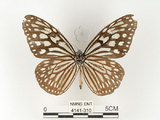 中文名:旖班蝶(琉球青斑蝶)(4141-310)學名:Ideopsis similis (Linnaeus, 1758)(4141-310)