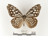 中文名:旖班蝶(琉球青斑蝶)(4141-310)學名:Ideopsis similis (Linnaeus, 1758)(4141-310)