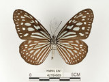 中文名:旖班蝶(琉球青斑蝶)(4219-689)學名:Ideopsis similis (Linnaeus, 1758)(4219-689)