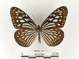 中文名:旖班蝶(琉球青斑蝶)(4219-689)學名:Ideopsis similis (Linnaeus, 1758)(4219-689)