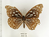 中文名:小紋青斑蝶(4548-135)學名:Tirumala septentronis (Butler, 1874)(4548-135)