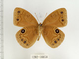 中文名:台灣黑蔭蝶(1282-18858)學名:Lethe butleri periscelis (Fruhstorfer, 1908)(1282-18858)