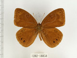 中文名:台灣黑蔭蝶(1282-18858)學名:Lethe butleri periscelis (Fruhstorfer, 1908)(1282-18858)