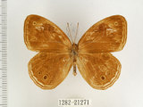 中文名:台灣黑蔭蝶(1282-21271)學名:Lethe butleri periscelis (Fruhstorfer, 1908)(1282-21271)