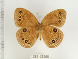 中文名:台灣黑蔭蝶(1282-21206)學名:Lethe butleri periscelis (Fruhstorfer, 1908)(1282-21206)