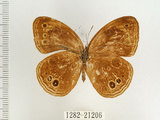 中文名:台灣黑蔭蝶(1282-21206)學名:Lethe butleri periscelis (Fruhstorfer, 1908)(1282-21206)