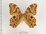 中文名:波紋玉帶蔭蝶(1282-21060)學名:Lethe rohria daemoniaca Fruhstorfer, 1908(1282-21060)