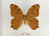 中文名:波紋玉帶蔭蝶(1282-21060)學名:Lethe rohria daemoniaca Fruhstorfer, 1908(1282-21060)