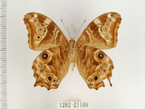 中文名:波紋玉帶蔭蝶(1282-21100)學名:Lethe rohria daemoniaca Fruhstorfer, 1908(1282-21100)