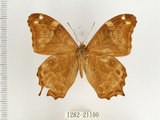 中文名:波紋玉帶蔭蝶(1282-21100)學名:Lethe rohria daemoniaca Fruhstorfer, 1908(1282-21100)