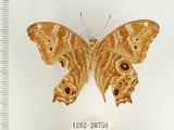 中文名:波紋玉帶蔭蝶(1282-20756)學名:Lethe rohria daemoniaca Fruhstorfer, 1908(1282-20756)