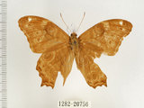 中文名:波紋玉帶蔭蝶(1282-20756)學名:Lethe rohria daemoniaca Fruhstorfer, 1908(1282-20756)