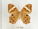 中文名:波紋玉帶蔭蝶(1282-20686)學名:Lethe rohria daemoniaca Fruhstorfer, 1908(1282-20686)