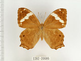 中文名:波紋玉帶蔭蝶(1282-20686)學名:Lethe rohria daemoniaca Fruhstorfer, 1908(1282-20686)