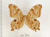 中文名:波紋玉帶蔭蝶(1282-20761)學名:Lethe rohria daemoniaca Fruhstorfer, 1908(1282-20761)