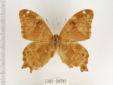 中文名:波紋玉帶蔭蝶(1282-20761)學名:Lethe rohria daemoniaca Fruhstorfer, 1908(1282-20761)