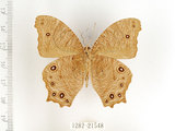 中文名:樹蔭蝶(暮眼蝶)(1282-21548)學名:Melanitis leda (Linnaeus, 1758)(1282-21548)